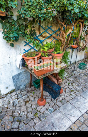 Table avec les semis croissant vert dans des pots d'argile sur old vintage tableau contre chambre de vignes en cobblestone street, dans la vieille ville de Cascais Portugal Banque D'Images