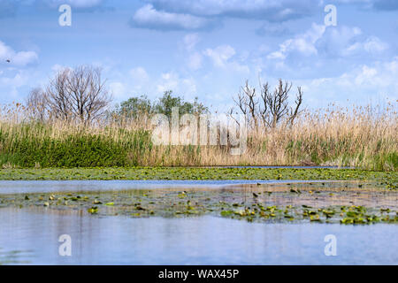 Paysage d'été dans le Delta du Danube, les nénuphars et les roseaux avec nuages mise en miroir Banque D'Images