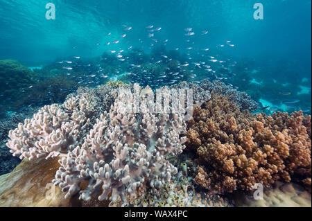 Reef scenic avec cuir corail mou, Sinularia sp., Raja Ampat en Indonésie. Banque D'Images