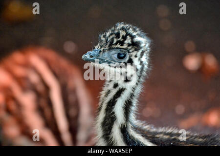 Emu pour bébé né en juin 2019 à Cotswold Wildlife Park, Burford, Oxfordshire, UK. Partie de la région des Cotswolds. Banque D'Images