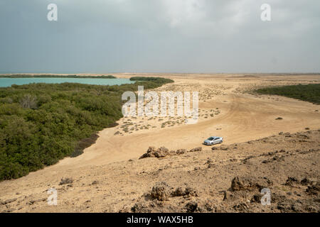 Forêt de mangroves sur l'île de Farasan dans la province de Jizan d'Arabie Saoudite Banque D'Images