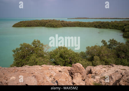 Forêt de mangroves sur l'île de Farasan dans la province de Jizan d'Arabie Saoudite Banque D'Images