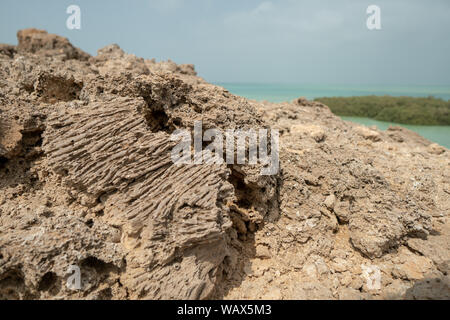 Forêt de mangroves sur l'île de Farasan dans la province de Jizan d'Arabie Saoudite Banque D'Images