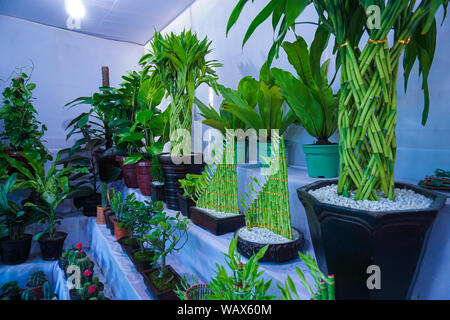 La boutique est décorée avec différents types de cactus. Décoré des cactus sont l'augmentation de la beauté Banque D'Images