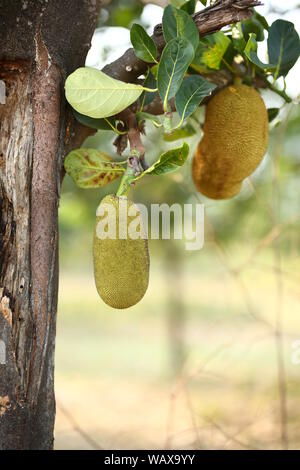 Jack fruits du Bangladesh Banque D'Images