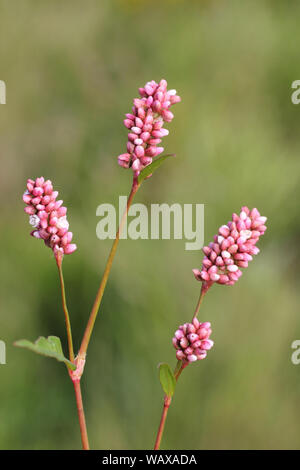 Chevalier arlequin Persicaria maculosa Banque D'Images