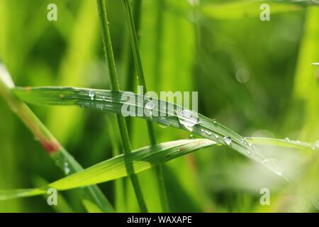Les pailles d'herbe avec de l'eau tombe sous le soleil après la pluie Banque D'Images
