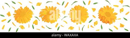 Marigold Set fleur avec feuille verte. Calendula 3D réaliste en mouvement isolé sur fond blanc. Fleur d'été close up. Vector illustration. Illustration de Vecteur