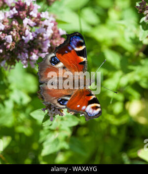 PEACOCK Inachis Io européenne Banque D'Images