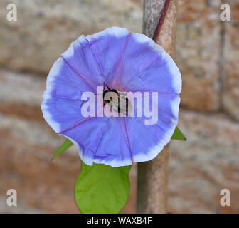 Trichterwinde Dreifarbige, Prunkwinde, Ipomoea purpurea, ist eine schoene Kletterpflanze trichterfoermigen mit verschiedenen farbigen, Blueten. Morni Banque D'Images