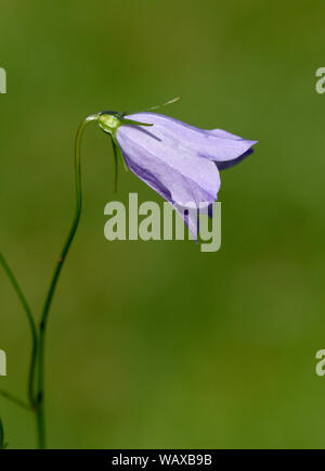 Rundblaettrige Glockenblume, Campanula rotundifolia, ist eine wachsende sauvages Wiesenblume mit blauen Blueten. La campanule à feuilles rondes, Campanula rond Banque D'Images