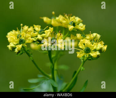 Weinraute, Ruta graveolens, ist eine wichtige Heilpflanze gelbgruenen Blueten mit. Sie ist eine Staude und wird auch in der Kueche und als dans Gewuerz Banque D'Images