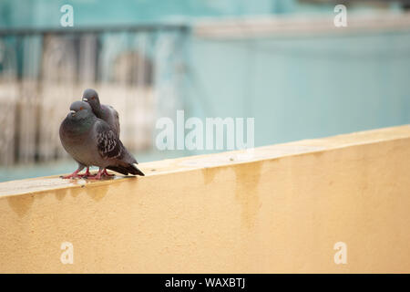 Les pigeons ensemble comme des couples en milieu urbain Banque D'Images