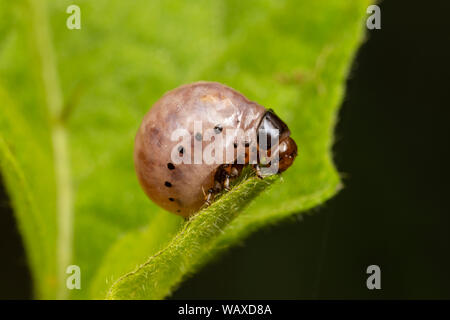 Un faux la pomme de terre (Leptinotarsa juncta) larve se nourrit de la morelle de Caroline (Solanum Carolinense). Banque D'Images