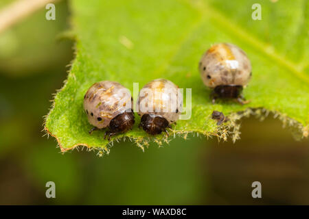 Faux La pomme de terre (Leptinotarsa juncta) les larves se nourrissent de la morelle de Caroline (Solanum Carolinense). Banque D'Images