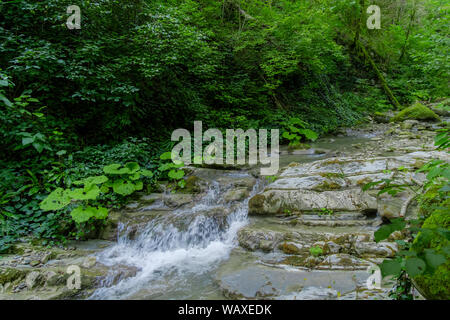 Rivière de montagne dans la gorge et les pierres couvertes de mousse. Cascade et végétation dense. L'été. Banque D'Images