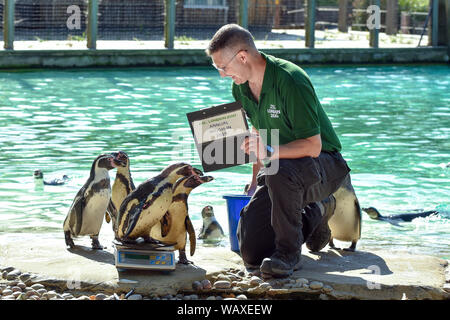 Les pingouins de Humboldt à peser pendant la pesée annuelle au ZSL London Zoo de Londres. Banque D'Images