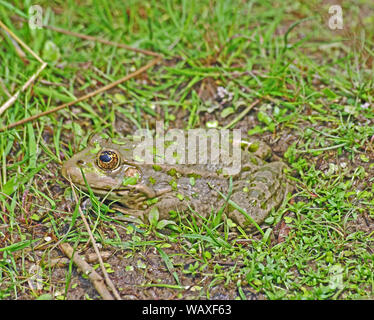 Marsh Frog, Rana ridibunda, Angleterre Prisonnier Banque D'Images