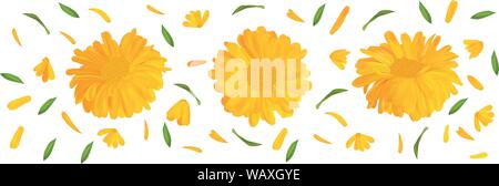 Marigold Set fleur avec feuille verte. Calendula 3D réaliste en mouvement isolé sur fond blanc. Fleur d'été close up. Vector illustration. Illustration de Vecteur