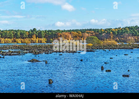 Delamere Forest montrant les souches d'arbres morts dans le cadre d'Blakemere reflooded Moss en 1998 après l'échec de la plantation Cheshire UK Novembre 2018 Banque D'Images