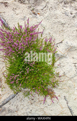 Blooming Heather sur l'Île Amrum, Allemagne Banque D'Images