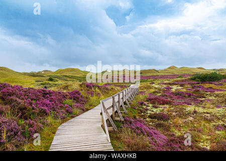 Blooming Heather sur l'Île Amrum, Allemagne Banque D'Images