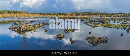 Delamere Forest montrant les souches d'arbres morts dans Blakemere reflooded Moss en 1998 après l'échec de la plantation Cheshire UK Novembre 2018 Banque D'Images