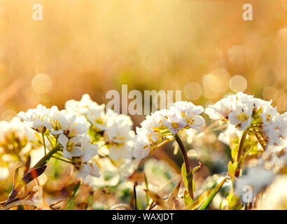 L'accent sur les fleurs blanches sur fond flou abstrait dans un vaste champ de fleurs. Banque D'Images
