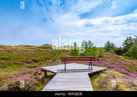 Blooming Heather sur l'Île Amrum, Allemagne Banque D'Images