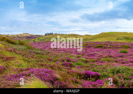 Blooming Heather sur l'Île Amrum, Allemagne Banque D'Images