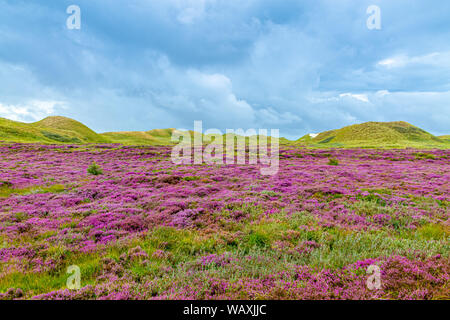 Blooming Heather sur l'Île Amrum, Allemagne Banque D'Images