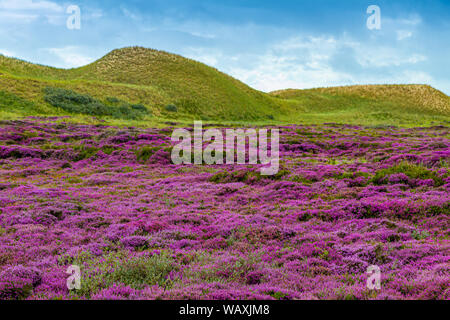 Blooming Heather sur l'Île Amrum, Allemagne Banque D'Images