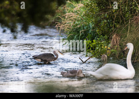 Héron pêche sur la rivière Frome dans le Dorset. Ouvrir le bec, Swan et cygnets au premier plan. Banque D'Images