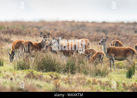 Red Deer hinds sur Exmoor Banque D'Images