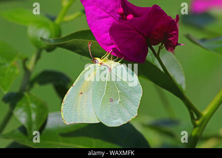 Cleopatra Brimstone Butterfly mâle ou Latin gonepteryx cleopatra ou gonepteryx rhamni pieridae de groupe sur bougainvillea fleurs en Italie Banque D'Images