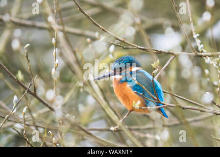 Kingfisher Alcedo atthis, perché, dans les branches d'un Arbre enneigé Banque D'Images