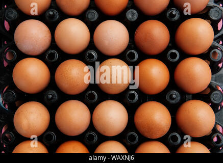 Faire revenir le poulet oeufs dans la boîte en plastique noir close up side view top shot - Ferme biologique produit frais Banque D'Images