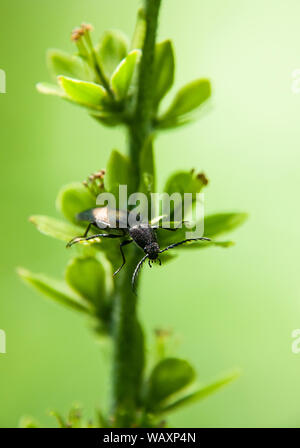 Bugs insectes assis dans plante verte Banque D'Images