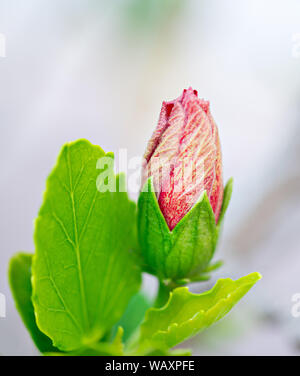 Red Bud Hybiscus sur le point d'ouvrir et de floraison. Banque D'Images
