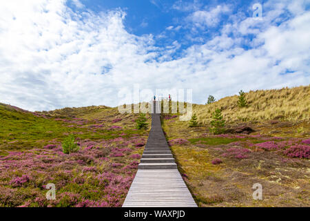 Blooming Heather sur l'Île Amrum, Allemagne Banque D'Images