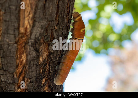 Papillon queue deux Caterpillar de grimper un arbre dans le Nouveau-Mexique Albuquerque sur une journée d'été. Banque D'Images