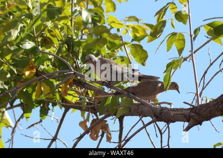 Tourterelles turques eurasien (Steptopelia decaocto) perching ensemble sur une branche d'arbre en nouveau mexique albuquerque sur une chaude journée d'été. Banque D'Images