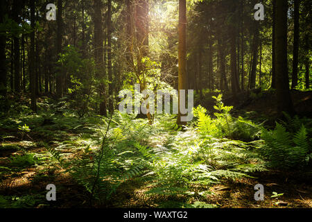 Sunbeam navigue à travers des forêts denses de conifères et de fougères sous-bois vert thicket, mystical sun sain et naturel des forêts Banque D'Images