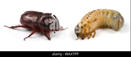 Photo de gros plan d'une larve de scarabée rhinocéros (Oryctes nasicornis) et mâles du scarabée rhinocéros (Oryctes nasicornis) isolé sur un fond blanc. Le HIG Banque D'Images