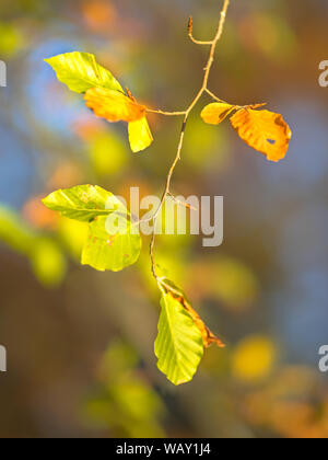 Marron et jaune Collection Automne feuilles de hêtre européen (Fagus sylvatica) sur une branche dans une forêt mis en évidence par la lumière du soleil sur le feuillage Banque D'Images