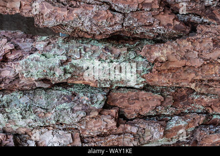 Relief texture de la brown écorce d'un arbre avec mousse verte sur elle.L'écorce des arbres de texture. Création de texture Relief une vieille écorce de chêne. Banque D'Images