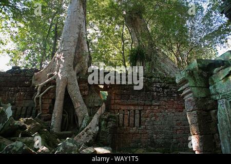 Racines de Tetrameles nudiflora envahir un mur extérieur, Ta Prohm, Angkor, Siem Reap, Cambodge Banque D'Images