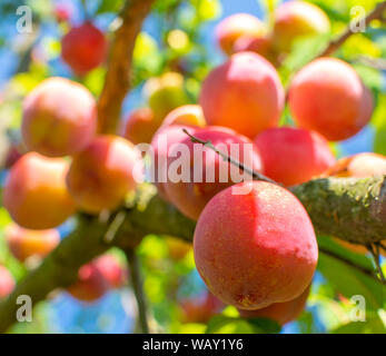 Complet de la Direction générale des fruits mûrs pour orange, jaune et rouge. Banque D'Images