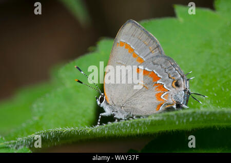 Red-banded Hairstreak, Calycopis cécrops Banque D'Images