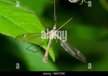 Grande grue voler, Famille Tipulidae, homme Banque D'Images